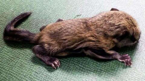 월출산에서 멸종 위기 '하늘다람쥐' 발견