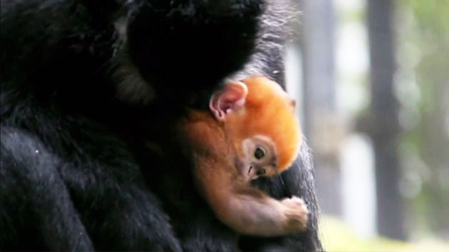 시드니 동물원에서 희귀종 오렌지색 원숭이 태어나