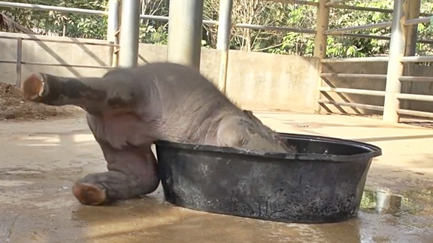 "아가, 장난치지마" 목욕하다 혼쭐난 코끼리