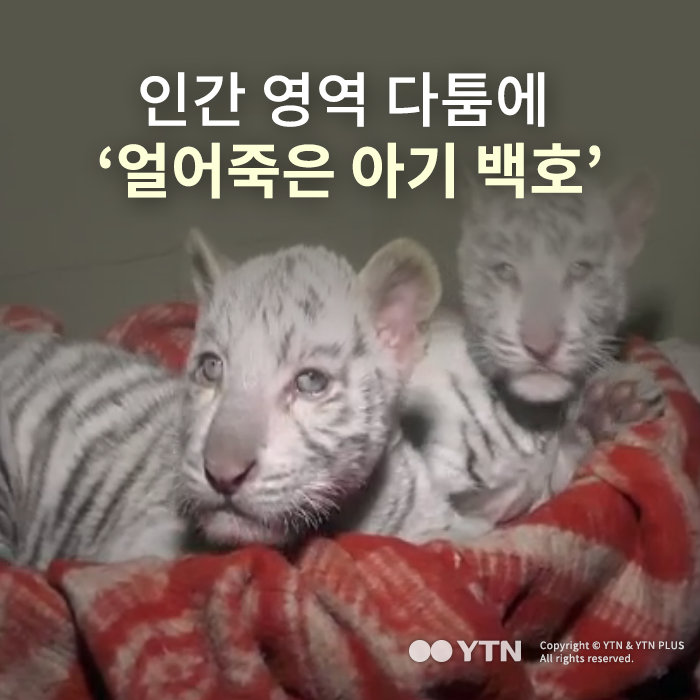 [한컷뉴스] 인간 영역 다툼에 '얼어죽은 아기 백호'