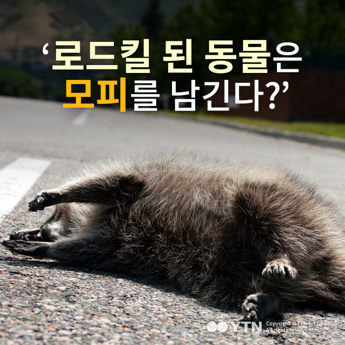 [한컷뉴스] '로드킬 된 동물은 모피를 남긴다?'