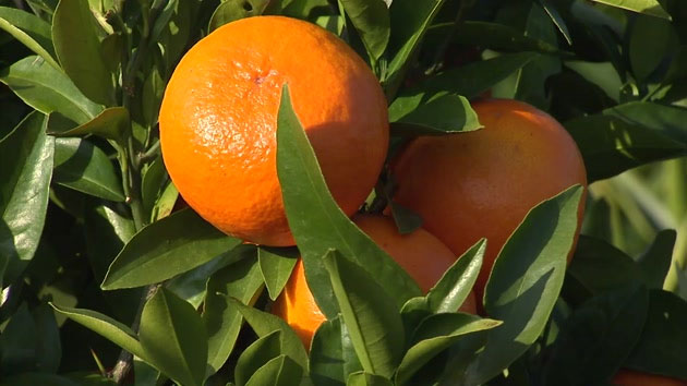 제주서 오렌지 노지 재배 성공