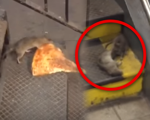 지하철 역에서 죽은 동료 옮긴 쥐 '무슨 사연?'