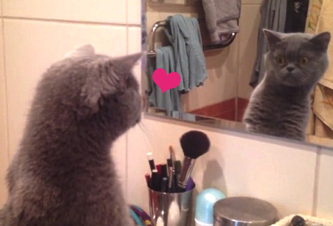 '오늘 유난히 멋있는걸' 왕자병 걸린 고양이 (영상)
