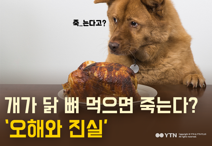 [한컷뉴스] 개가 닭뼈 먹으면 죽는다? ‘오해와 진실'