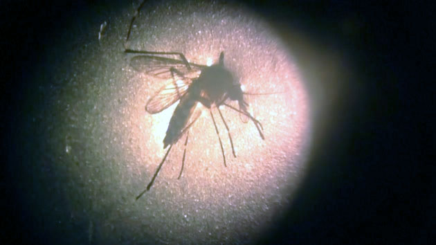 지구 상에서 가장 위험한 생물 '모기', 얼마나 위협적인가?