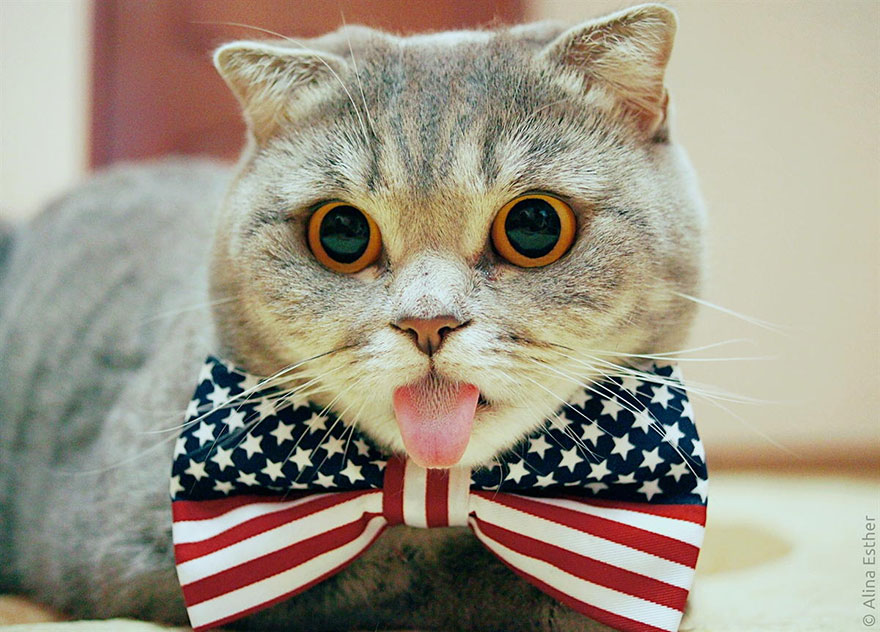 '내 혀 길지 않냥' 인터넷 스타 된 아인슈타인 고양이