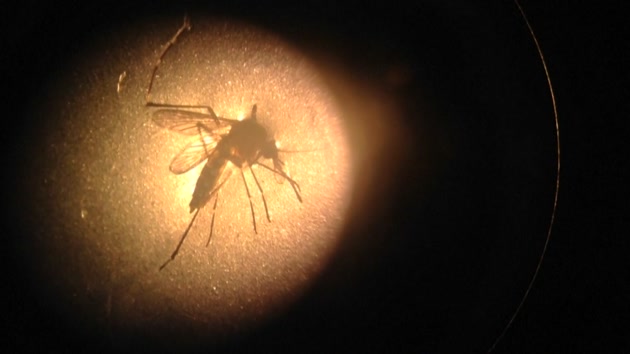 '자살 유전자 모기'로 지카 바이러스 잡는다