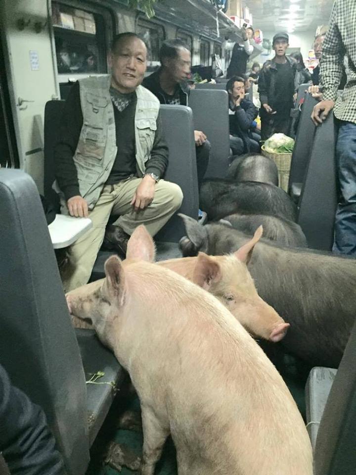 '기차에 돼지 태운 몰상식?' 사진에 숨은 반전 사연