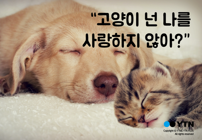[한컷뉴스] '개와 고양이' 누가 더 나를 사랑할까?