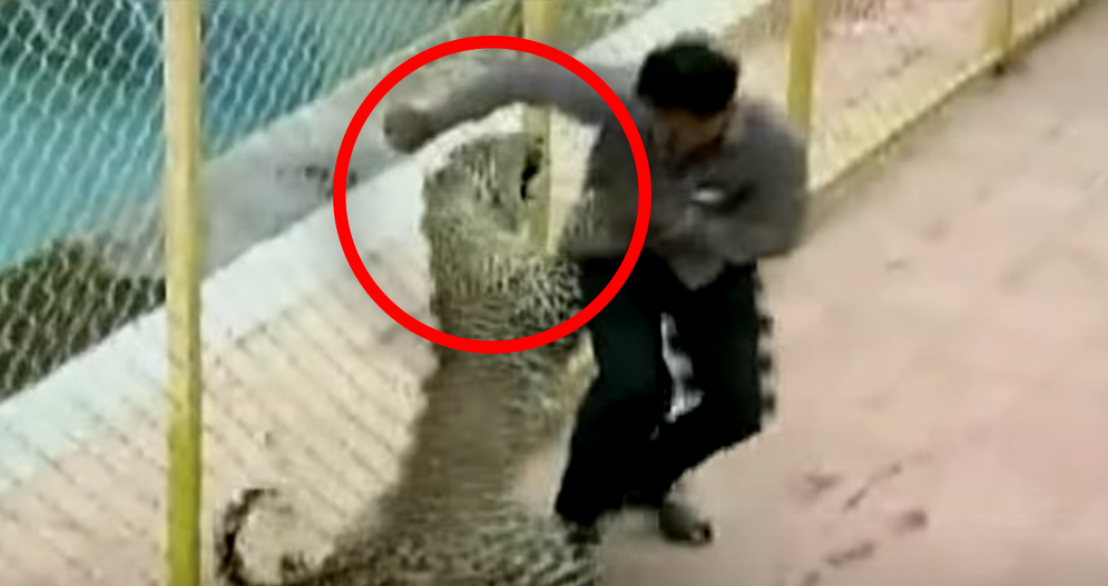 인도 학교 난입해 사람 습격한 '야생 표범'(영상)