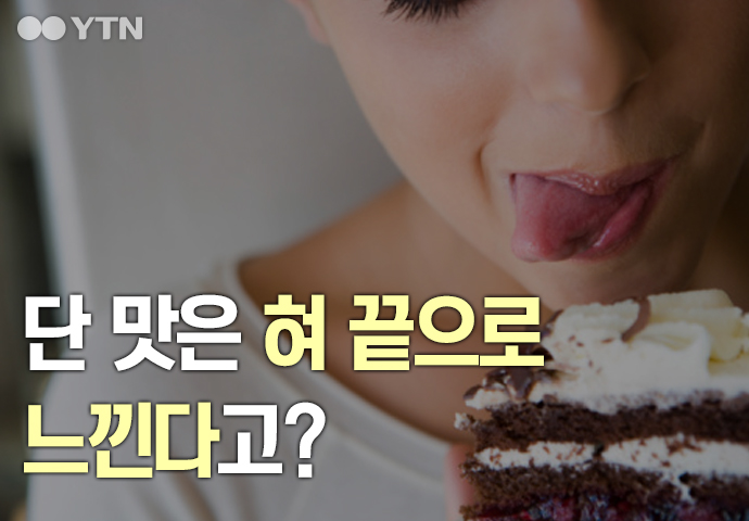 [한컷뉴스] 단맛은 혀 끝으로 느낀다고?
