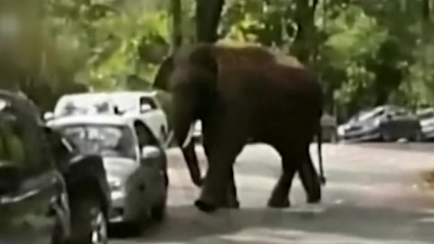 "나 차여서 우울해" 자동차에 화풀이한 코끼리