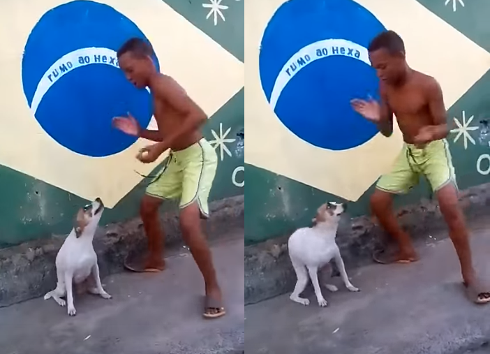 '들썩들썩' 삼바의 기운이 느껴지는 브라질 강아지