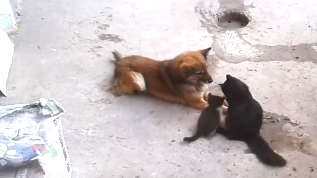 개와 고양이의 우정 "친정 나들이 왔다옹"