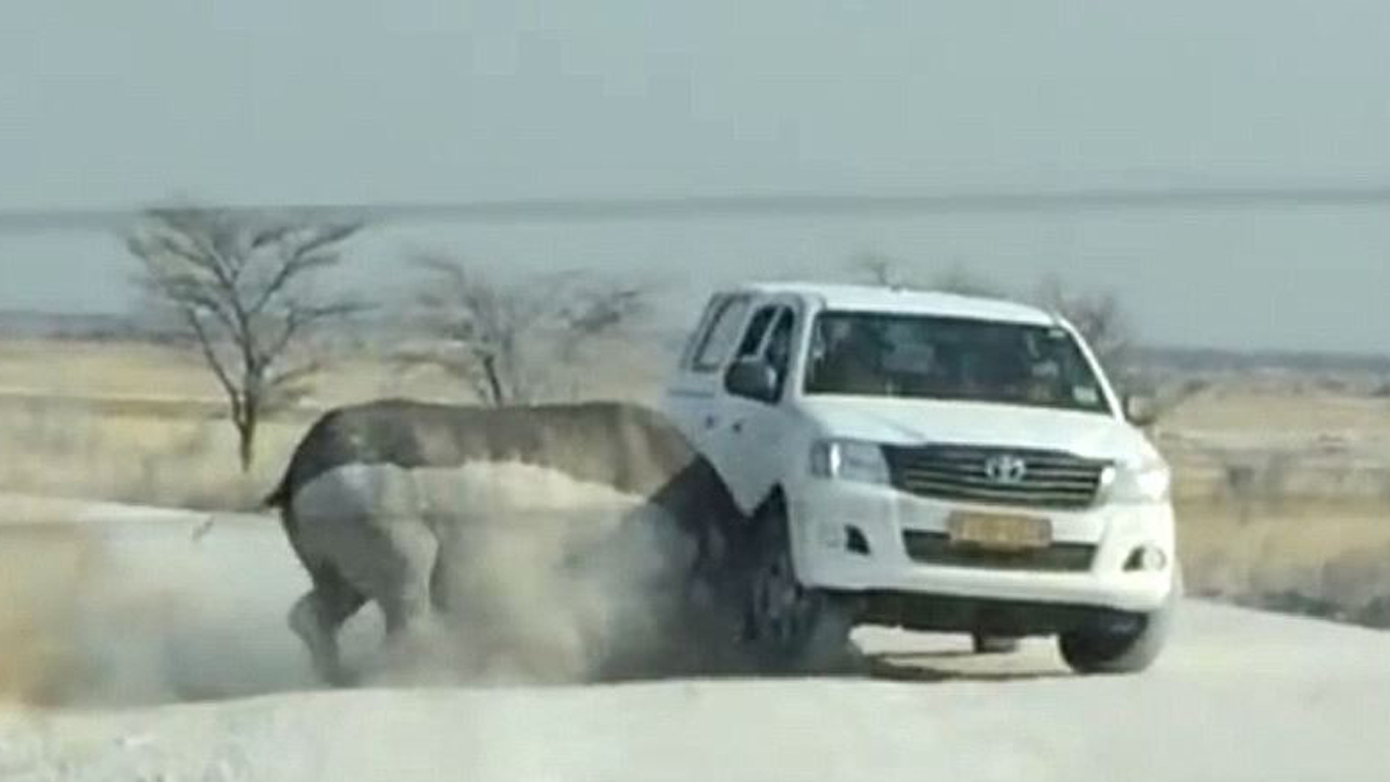 성난 아프리카 코뿔소의 공격…관광객 차로 돌진