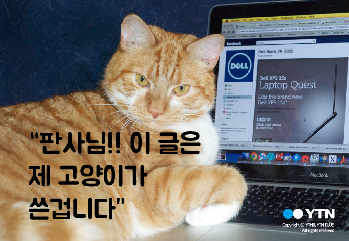 [한컷뉴스] 판사님 이 글은 제 고양이가 썼습니다