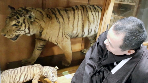 일본에 잡혀간 '조선 호랑이'...그 포효가 들리십니까