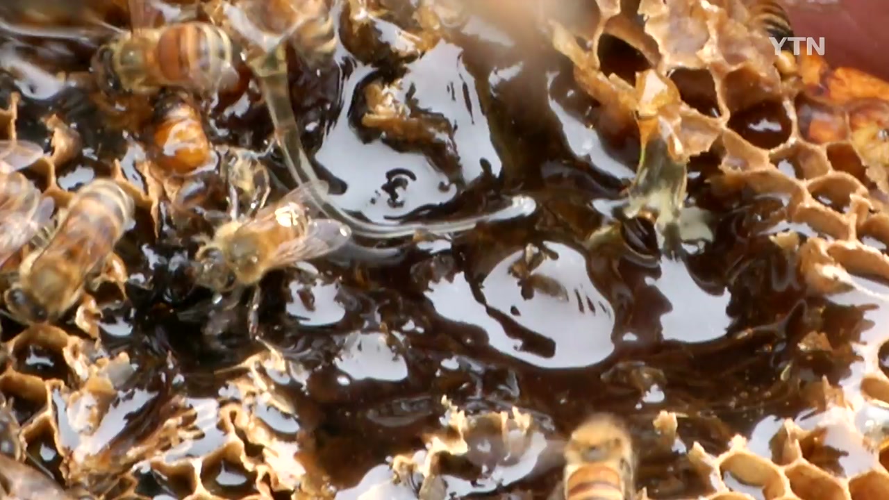 국산 천연 꿀의 진실..."충치·당뇨 관련 없다"
