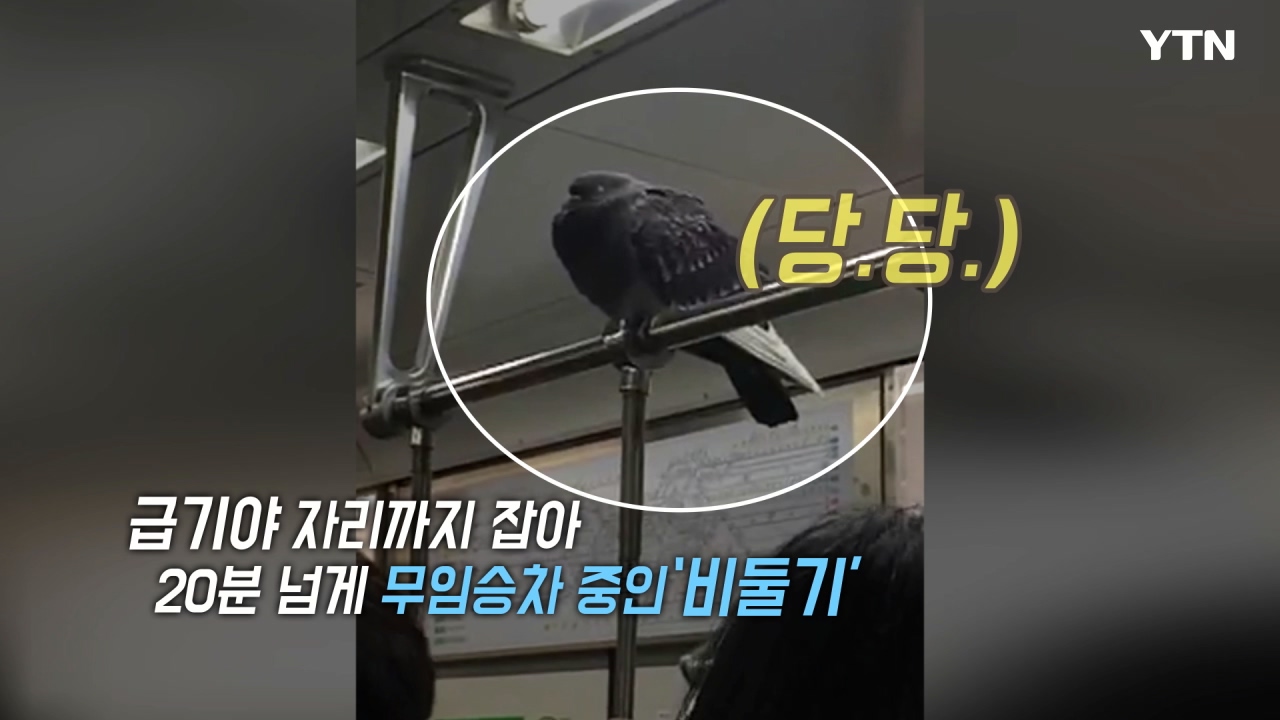 [영상] "강남까지만 갑시다" 지하철 무임승차 비둘기