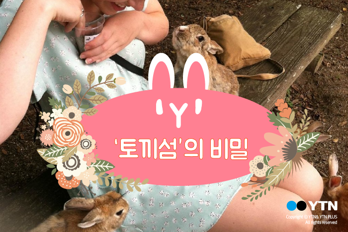 [한컷뉴스] '우글우글 토끼섬'의 무서운 비밀