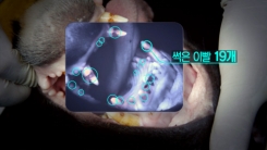 이건 반칙이지 말입니다...흔들리는 국격