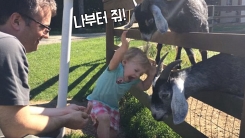 "나부터 줘!" 아기 머리카락 물어뜯은 식탐왕 염소