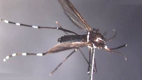 '지카 바이러스 매개' 흰줄숲모기, 올해 국내 첫 발견