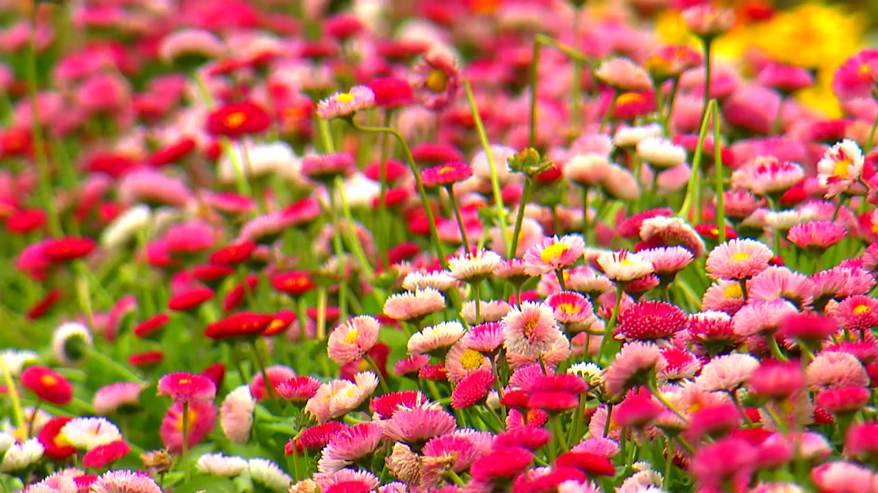 [영상] 형형색색 1억 송이 꽃의 향연