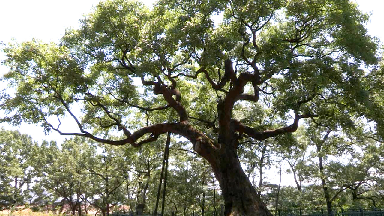 '700살 천연기념물 나무' 대량 복제 첫 성공