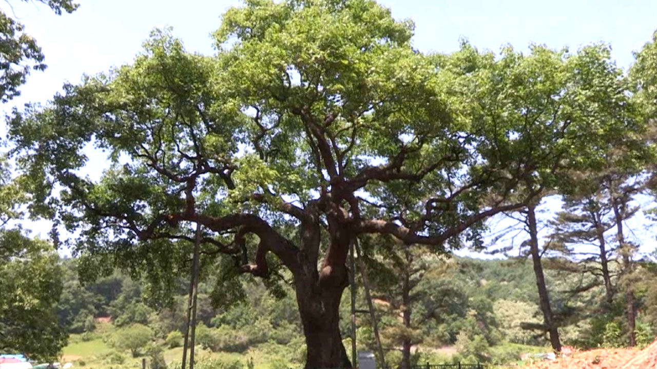 '700살 천연기념물 나무' 대량 복제 첫 성공
