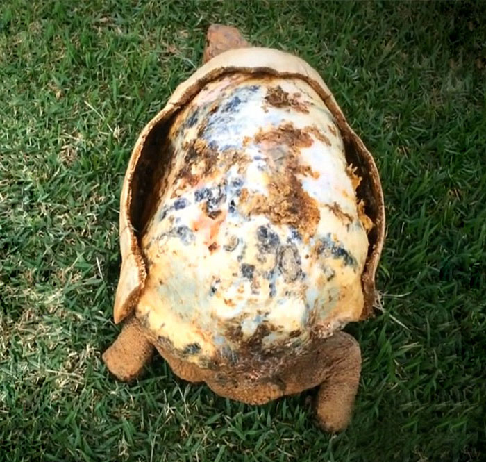 다친 거북이, 3D 프린터로 만든 등딱지를 선물받다