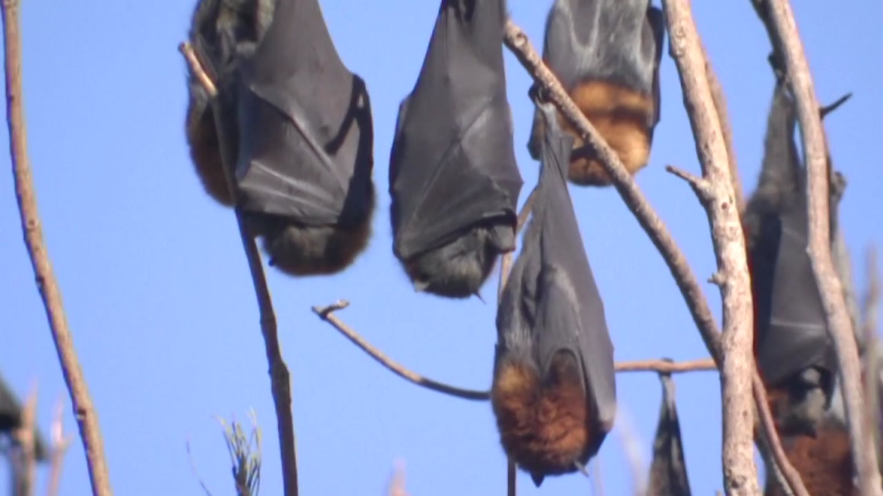 [영상] 박쥐떼에 점령당한 휴양지...'비상사태'