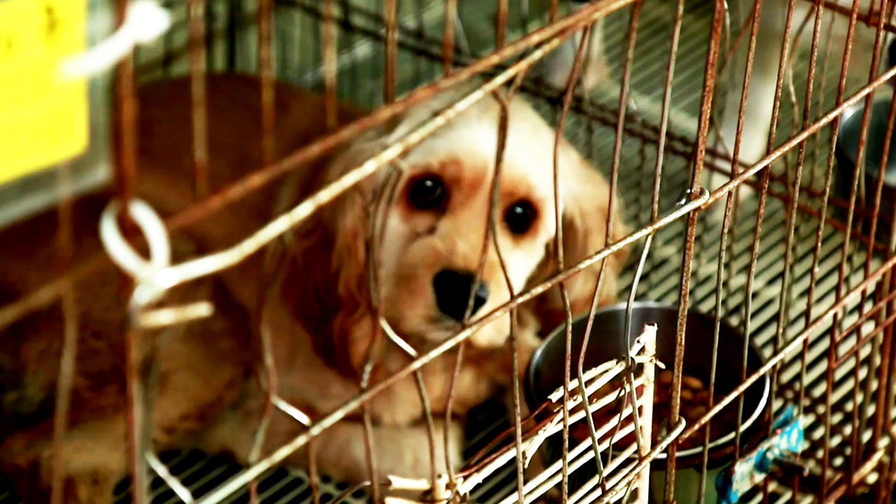 충격적인 '강아지 공장'...정부 "불법 번식장, 제대로 처벌"