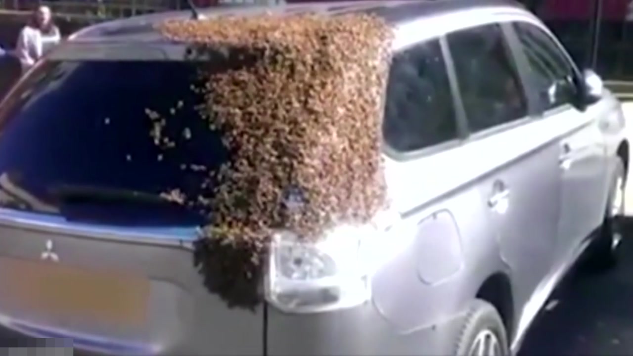 [영상] 여왕벌을 구하라! 자동차에 달라붙은 벌떼