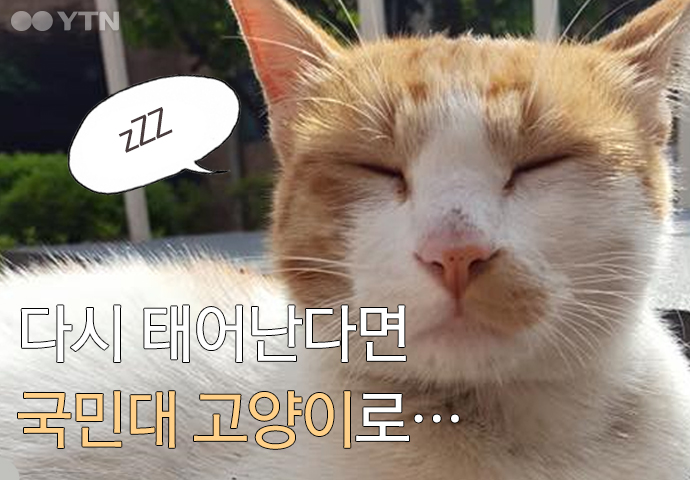[한컷뉴스] "다시 태어난다면 국민대 고양이로…"