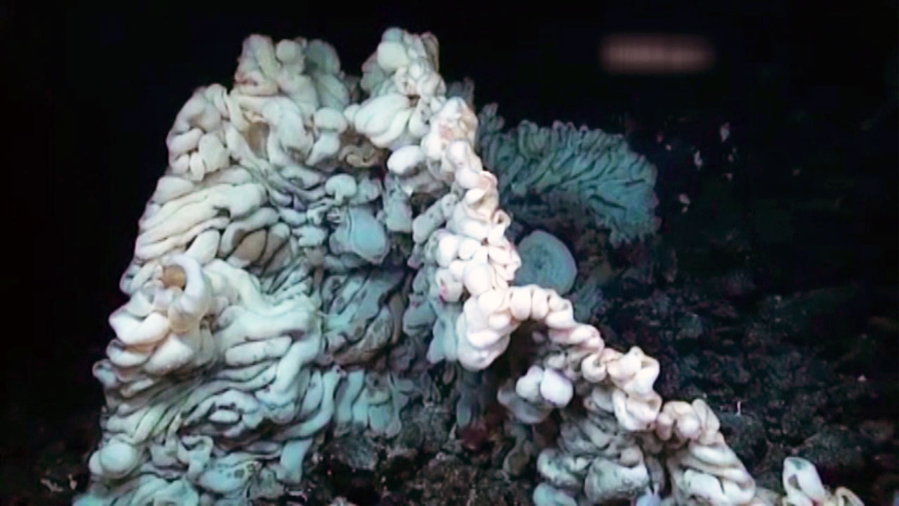 1000살 된 '천연해면' 하와이 바다에서 발견