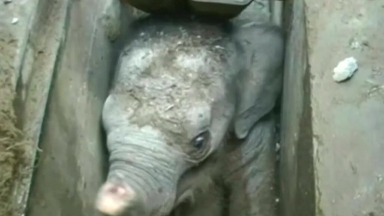 [영상] 배수구에 빠진 새끼 코끼리 구출작전