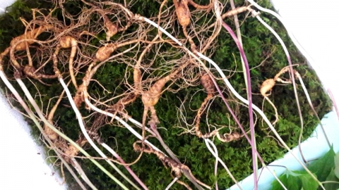 '심봤다!' 덕유산서 100년근 천종산삼 19뿌리 발견