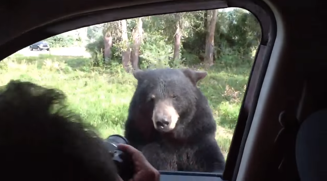 한 가족이 탄 자동차 문 앞발로 열어버린 곰