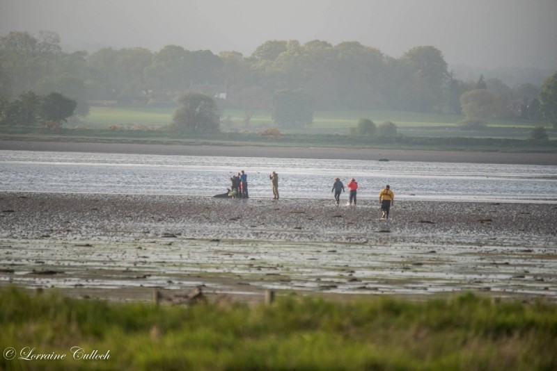 돌고래에게 '옷과 수건'을 덮어주자 일어난 기적