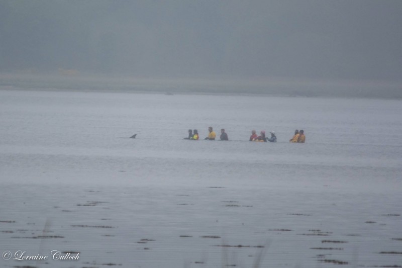 돌고래에게 '옷과 수건'을 덮어주자 일어난 기적