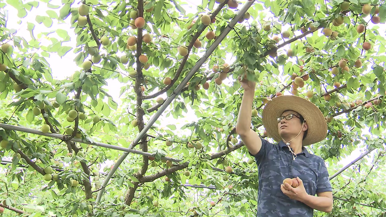 기후변화에 맞춘 과일 농가소득 '효자'
