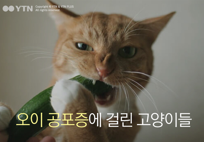 [한컷뉴스] 고양이가 오이를 무서워하는 이유