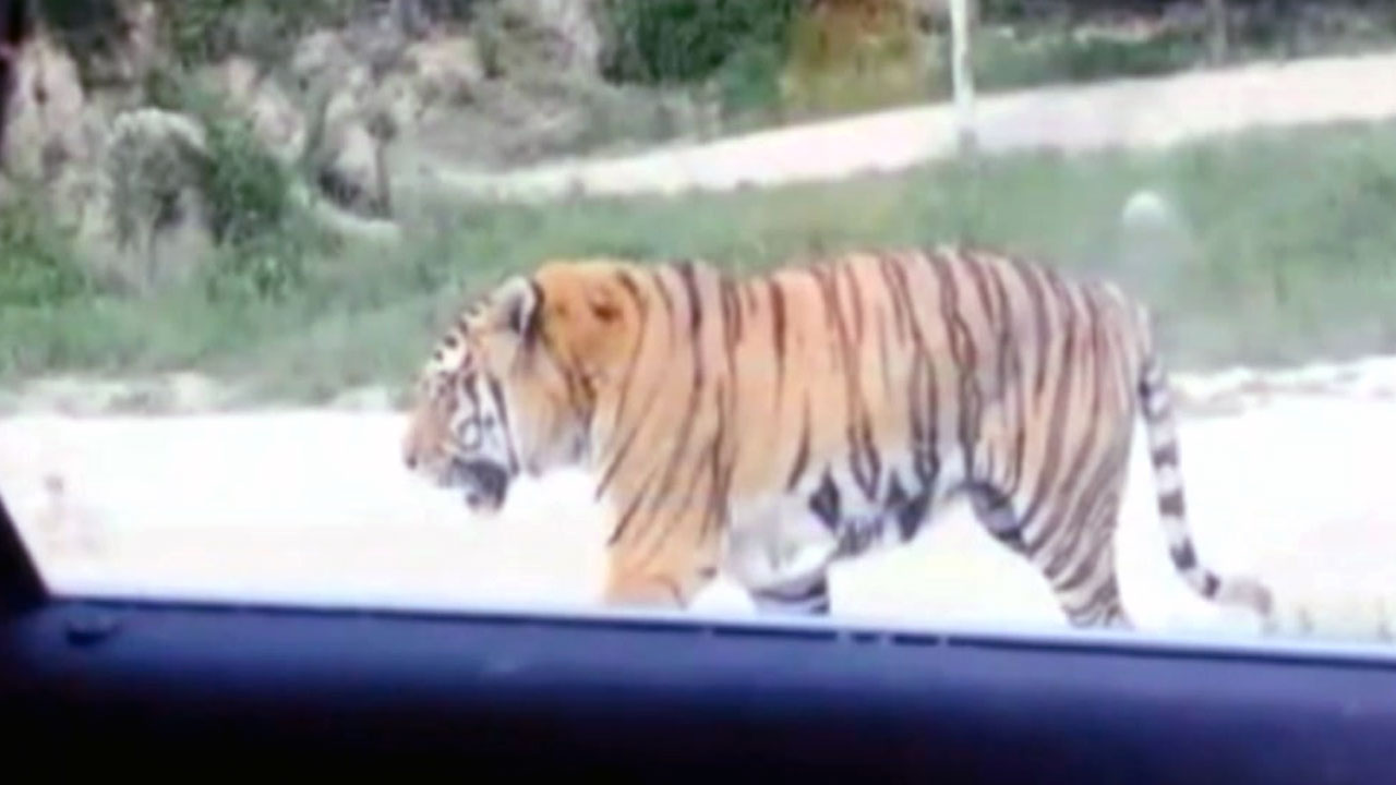 베이징 야생동물원서 호랑이가 관광객 공격...2명 사상