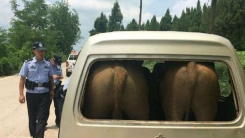 '창문에 엉덩이가...' 소 태우려고 차 불법 개조한 농부