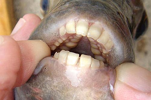 인간 치아 가진 위험한 물고기 '파쿠' 발견 화제