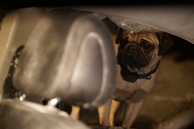 '터널' 하정우와 특급 케미 보여준 강아지 '탱이'의 비밀