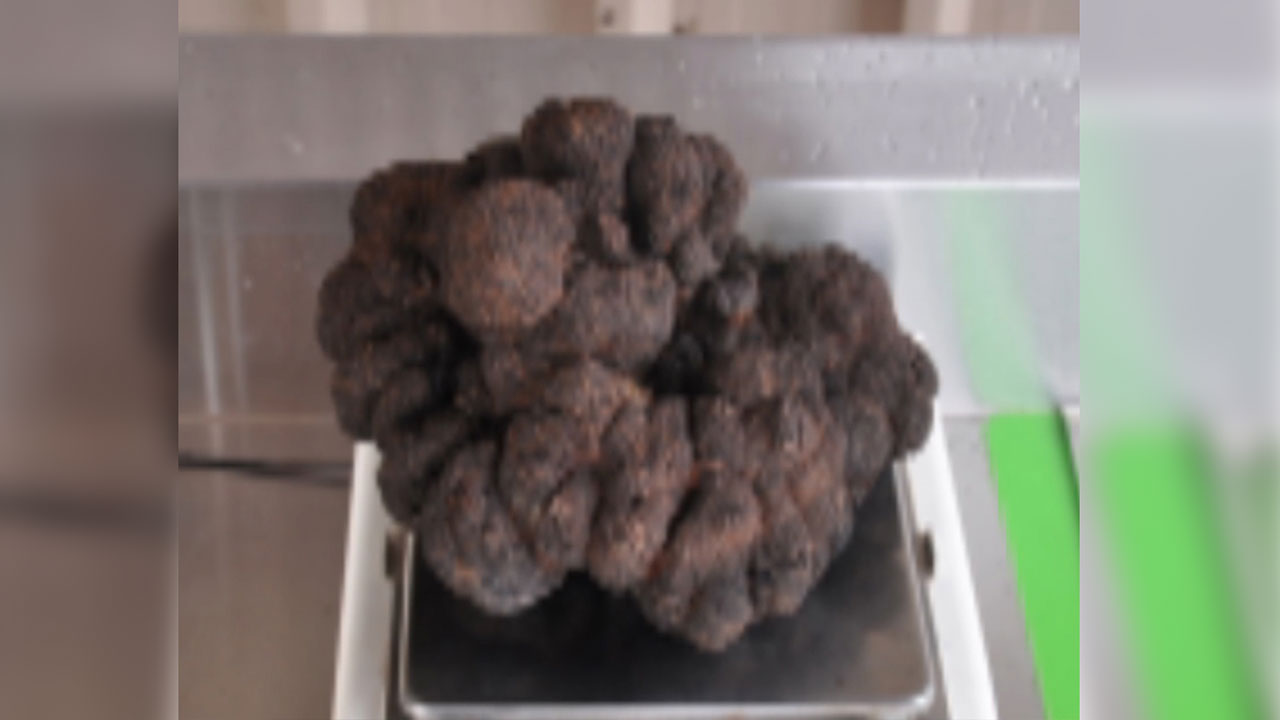 호주서 세계 최대 송로버섯 발견...1.5㎏