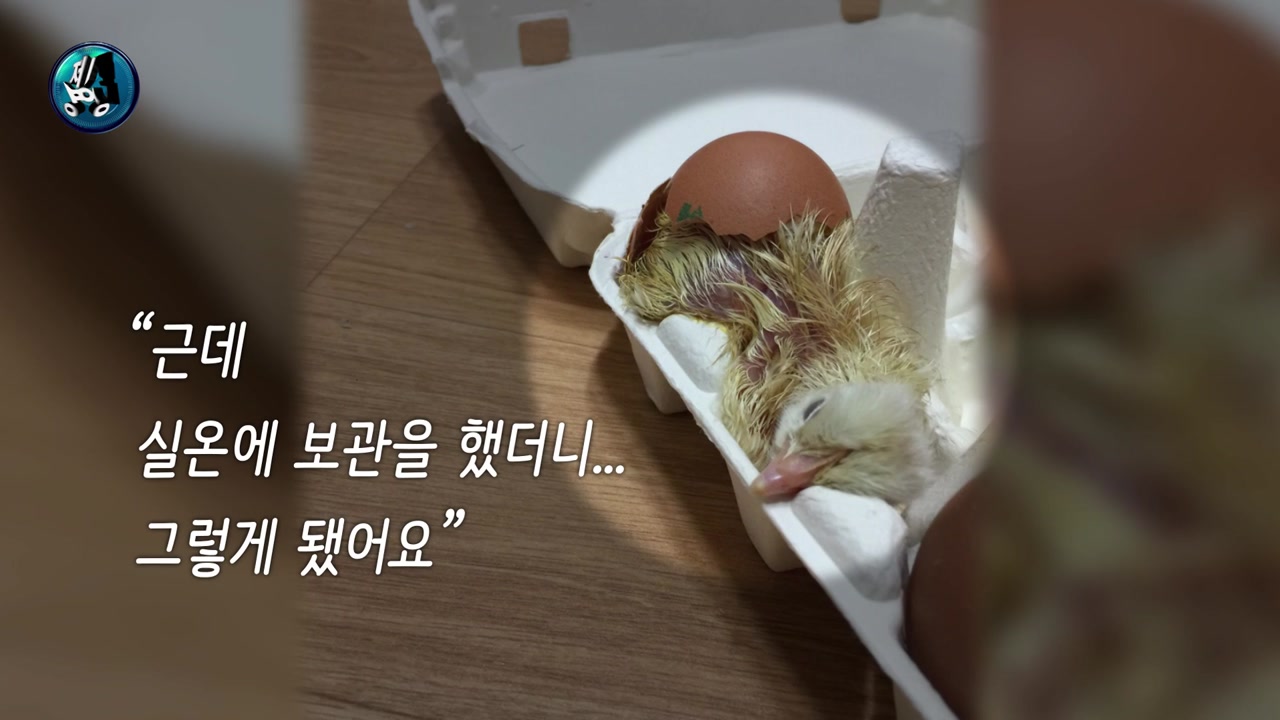 [영상] "먹으려고 산 달걀서 병아리가"...'폭염'이 만든 새 식구